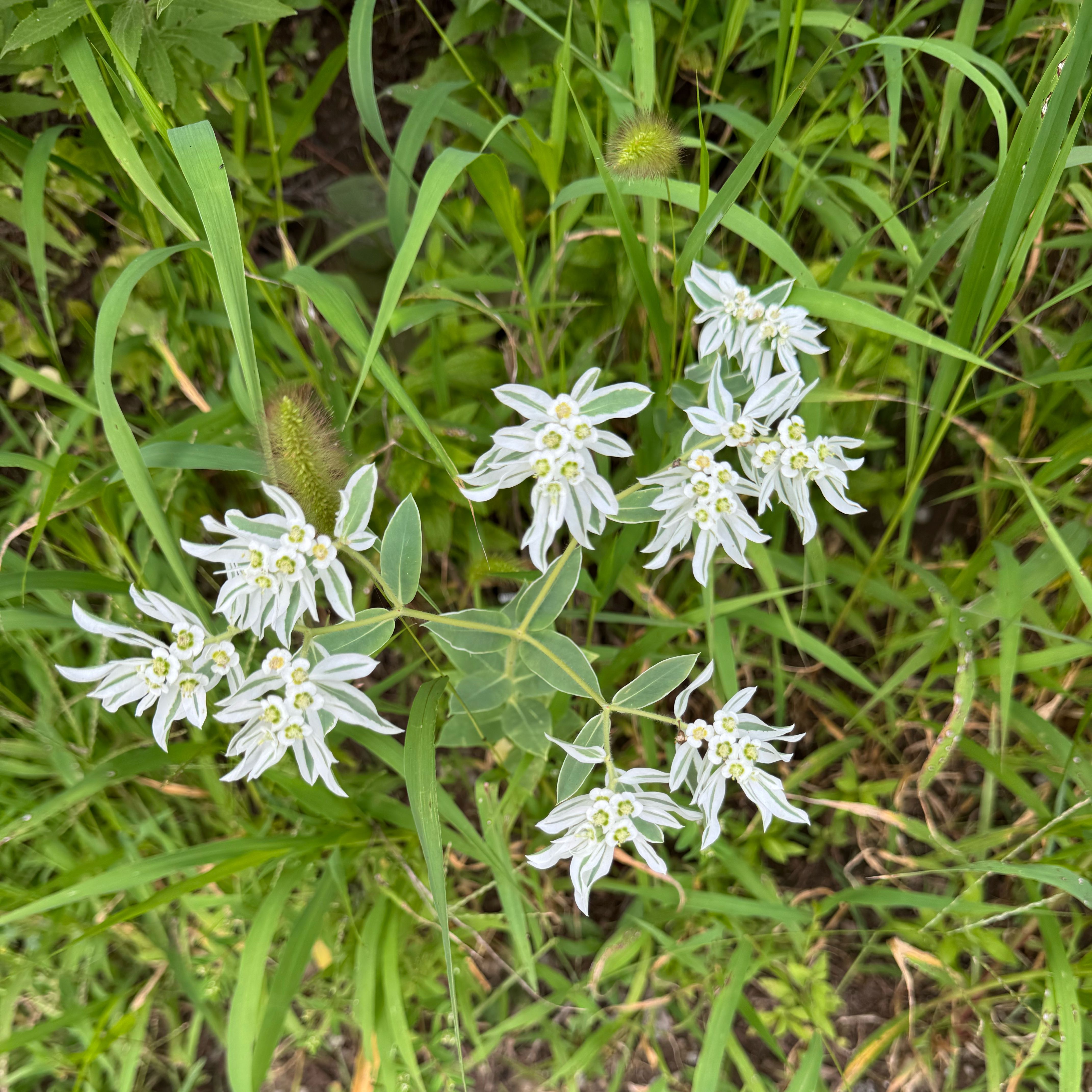 Photo of the plant species Snow on the Mountain by @NurseBabytoes25 named Marilyn on Greg, the plant care app