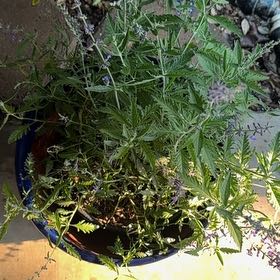 Photo of the plant species Russian Sage 'Crazy Blue' by @ZestCanadamint4 named Russian sage big blue pot patio on Greg, the plant care app
