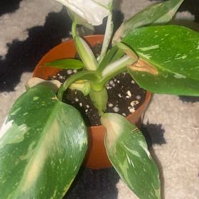 Photo of the plant species Philodendron variegated by @YiftBonsi40 named Ronaldo on Greg, the plant care app