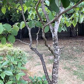 Photo of the plant species Mexican-Olive by @FabSedum54 named Hemingway on Greg, the plant care app