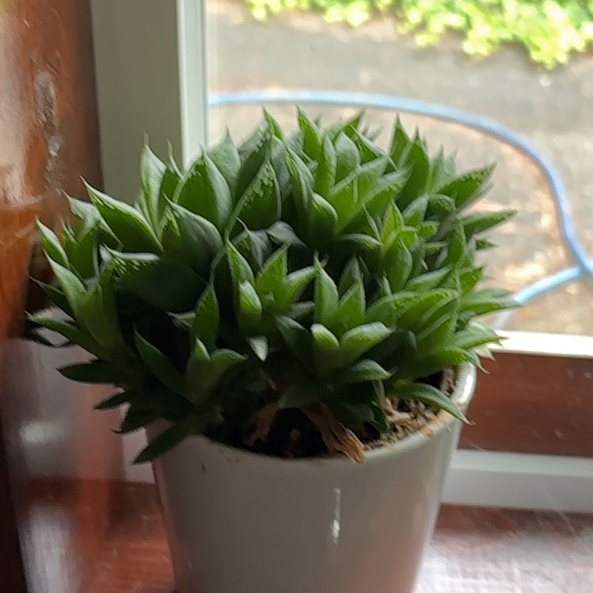 Photo of the plant species Variegated Cathedral Window Haworthia by @Gabstopper named Big mama on Greg, the plant care app