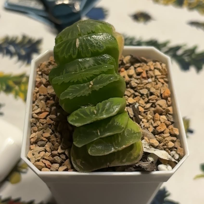 Photo of the plant species Horse's Teeth by @Gabstopper named Oscar on Greg, the plant care app