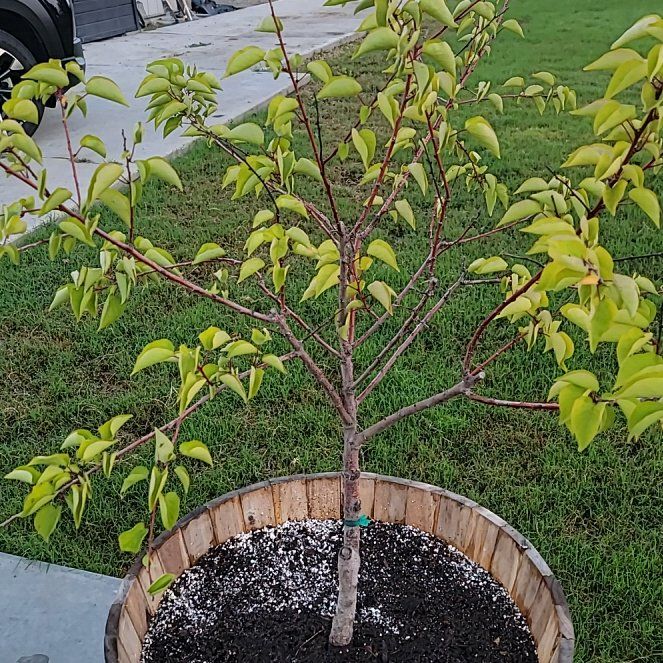 Photo of the plant species Apricot by @KookyWaxivy47 named Marilyn on Greg, the plant care app