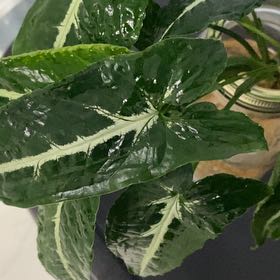 Photo of the plant species Arrowhead Vine by @Yennys_oasis named Sir Plancelot on Greg, the plant care app