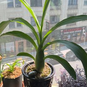 Photo of the plant species Catasetum by @LordlyWeed53 named Demi on Greg, the plant care app