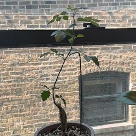 Photo of the plant species Mexican Frankincense by @LordlyWeed53 named Sage on Greg, the plant care app