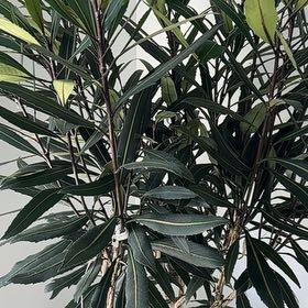 Photo of the plant species Pseudopanax 'Sabre' by @NewGoldwire21 named Winston on Greg, the plant care app