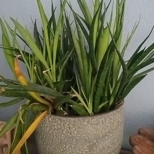 Photo of the plant species Sansevieria bacularis by @PoeticSunstar96 named Curie on Greg, the plant care app