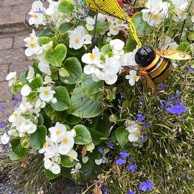 Photo of the plant species Bengal Clockvine by @PromptLlavea8 named Taylor Swift on Greg, the plant care app