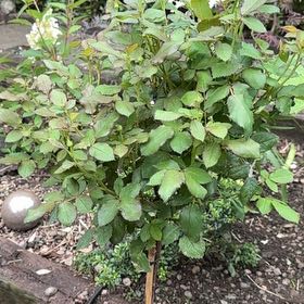 Photo of the plant species Crossberry by @PromptLlavea8 named Harmony on Greg, the plant care app