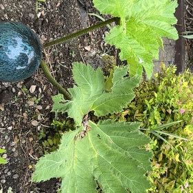 Photo of the plant species Giant Rhubarb by @PromptLlavea8 named Tupot amaroot on Greg, the plant care app