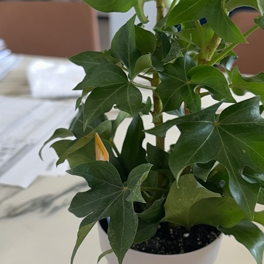 Photo of the plant species Irish Ivy by @VivaciousCowpea named Denali on Greg, the plant care app