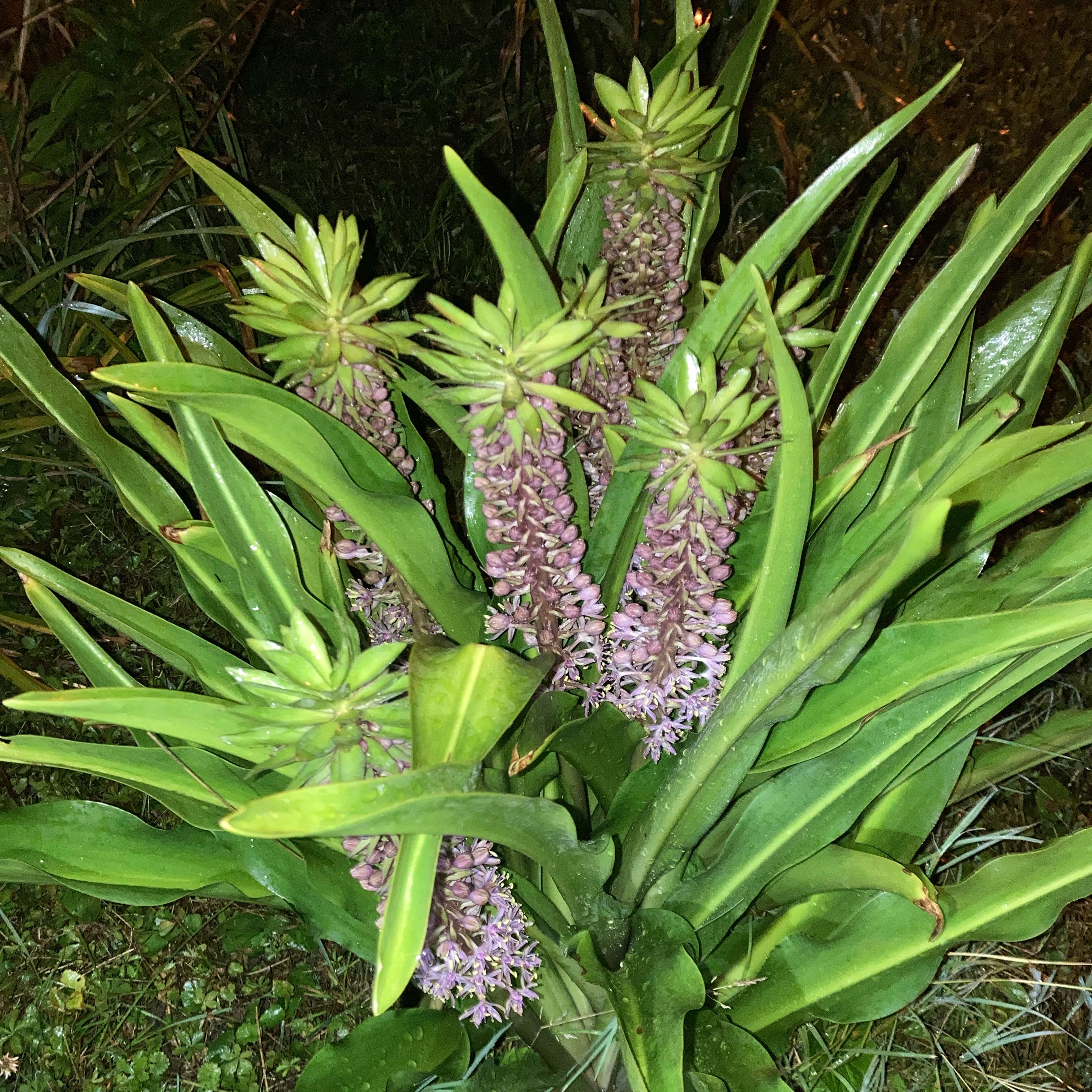 Photo of the plant species Purple Pineapple Lily by @JohndaRuth named Zeus on Greg, the plant care app