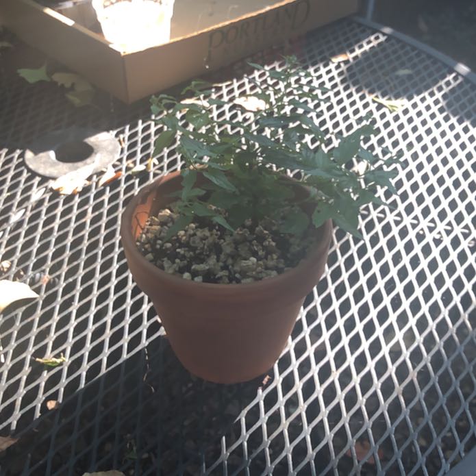 Photo of the plant species Skullcap by @ProperCowbane43 named Morticia on Greg, the plant care app