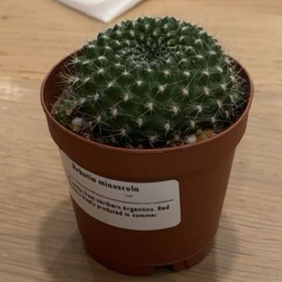 Photo of the plant species Rebutia miniscula by @Rhislife named Cali on Greg, the plant care app