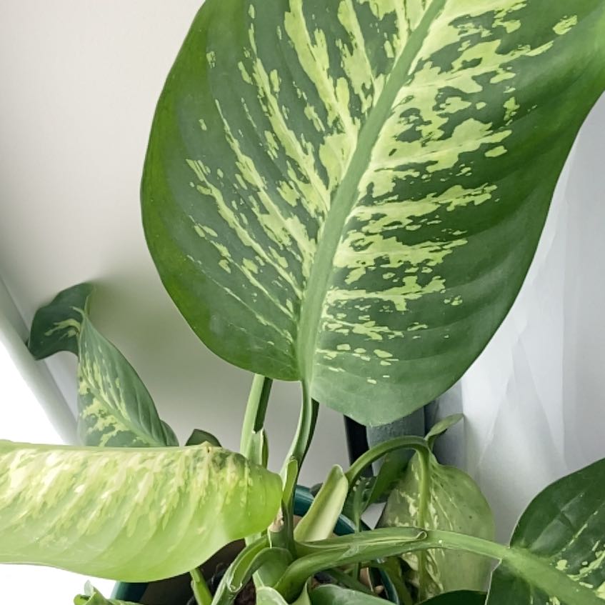 Photo of the plant species Dieffenbachia 'Tropic Snow' by @KeenTamarack88 named Robert Plant on Greg, the plant care app