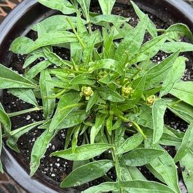 Photo of the plant species Lanceleaf Tickseed by @LadyTitoki54 named Tree Diddy on Greg, the plant care app