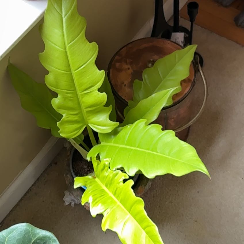 Photo of the plant species Golden croc by @MerryKoa93 named Denali on Greg, the plant care app