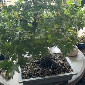 Photo of the plant species Korean Maple by @VersatileCosmo named Planty on Greg, the plant care app