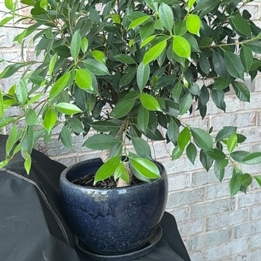 Photo of the plant species Golden Gate Ficus by @VersatileCosmo named Figyonce on Greg, the plant care app