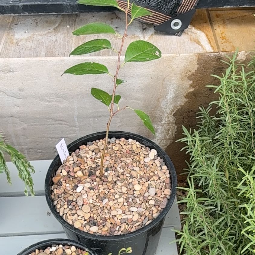 Photo of the plant species Yoshino Cherry by @VersatileCosmo named Muhammad Ali on Greg, the plant care app
