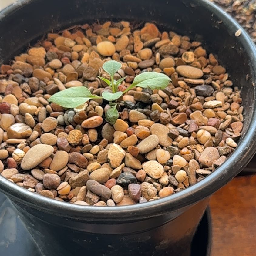 Photo of the plant species Korean lilac by @VersatileCosmo named Madonna on Greg, the plant care app