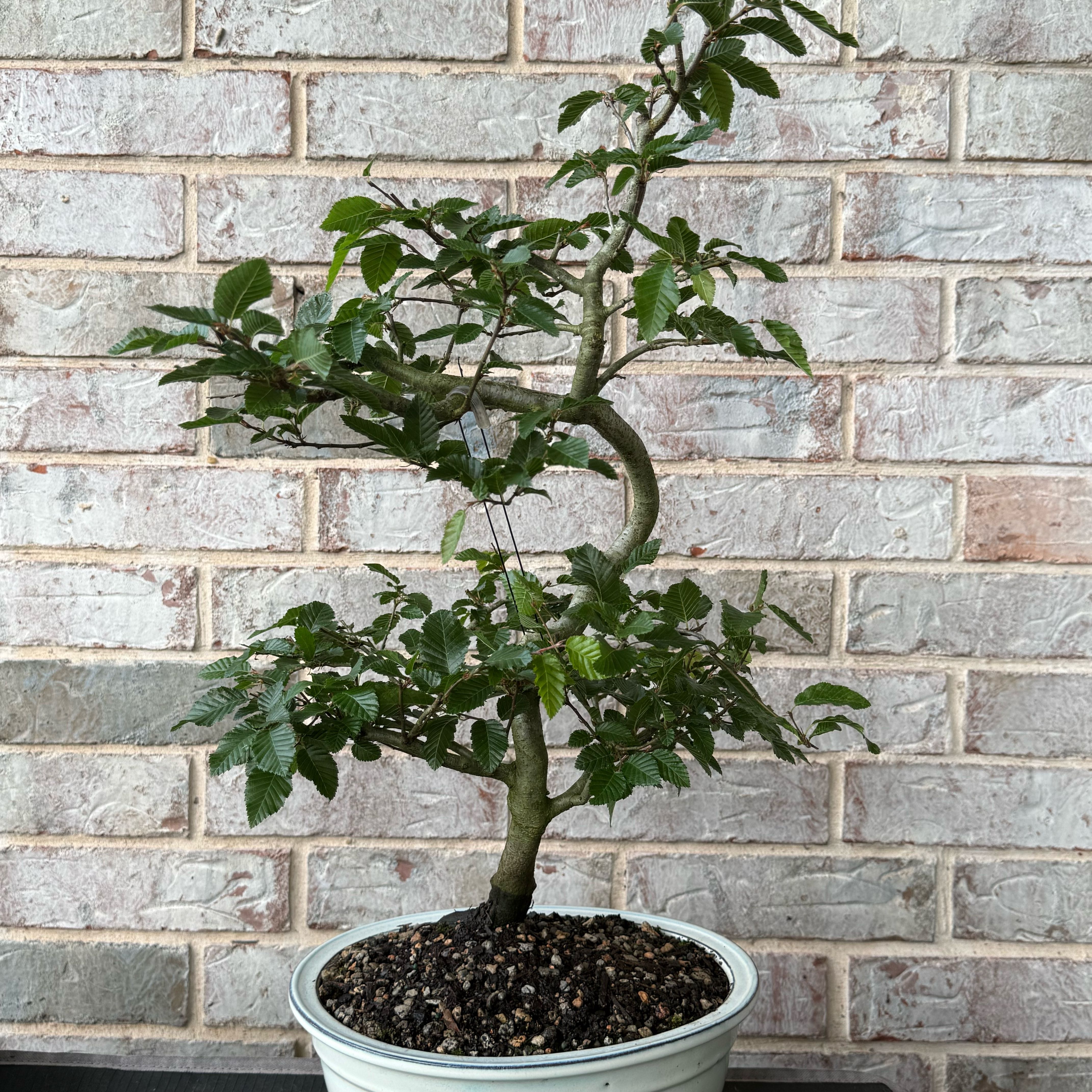 Photo of the plant species Japanese Hornbeam by @VersatileCosmo named Kylie on Greg, the plant care app