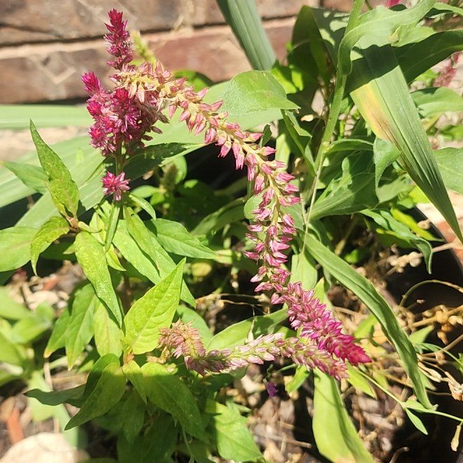 Photo of the plant species Mountain Fleece by @ForcefulRedhill named Willow on Greg, the plant care app