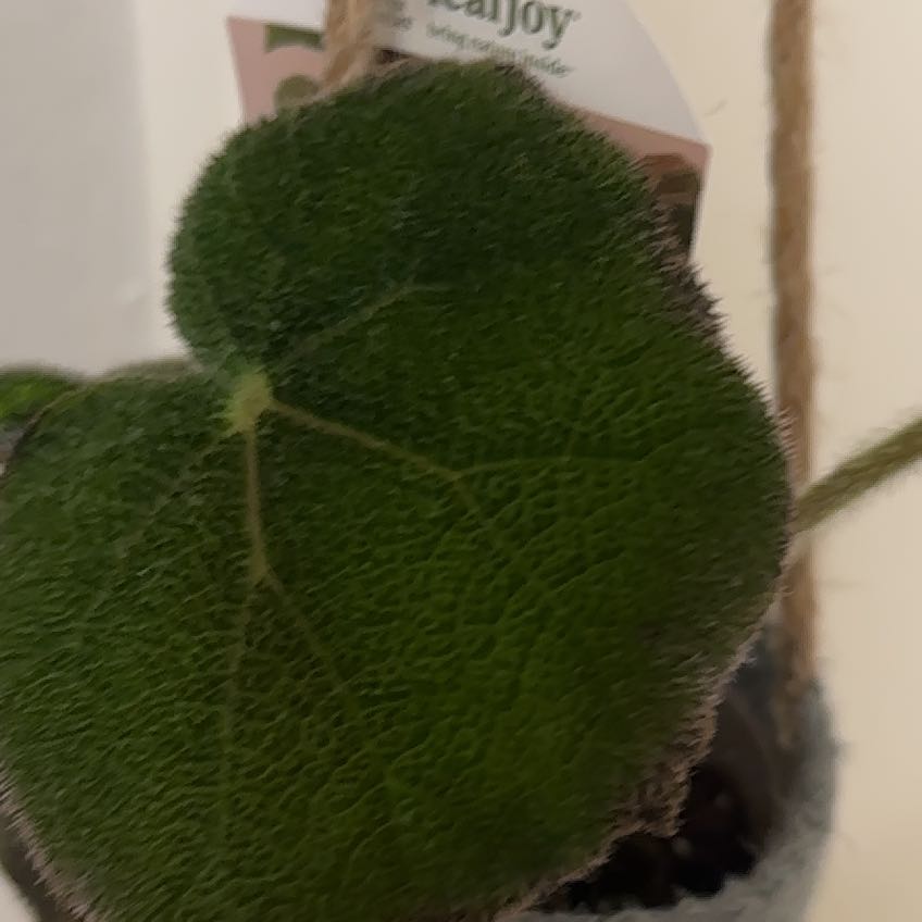 Photo of the plant species Begonia by @YesIcarus75 named Aria on Greg, the plant care app