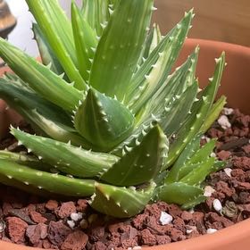Photo of the plant species Variegated Aloe Nobilis by @PeerlessTaro10 named Prince on Greg, the plant care app