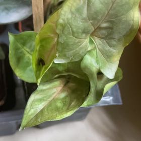 Photo of the plant species Syngonium Pink Allision by @PeerlessTaro10 named Anne on Greg, the plant care app
