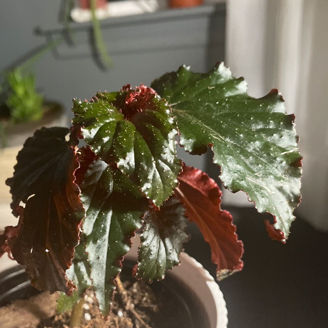 Plant care for Black Jade Snake plant on Greg, the plant care app