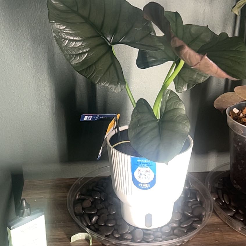 Photo of the plant species Alocasia Reginae Silver by @SvelteTyrimnus named Darwin on Greg, the plant care app