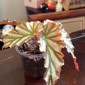 Photo of the plant species Looking Glass Cane Begonia by @GladApricot25 named Red Bottom on Greg, the plant care app