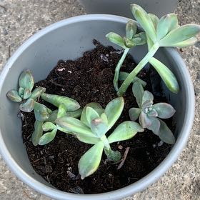 Photo of the plant species Graptoveria 'Blue Pearl' by @KinglyEdelweiss named Khaleesi on Greg, the plant care app