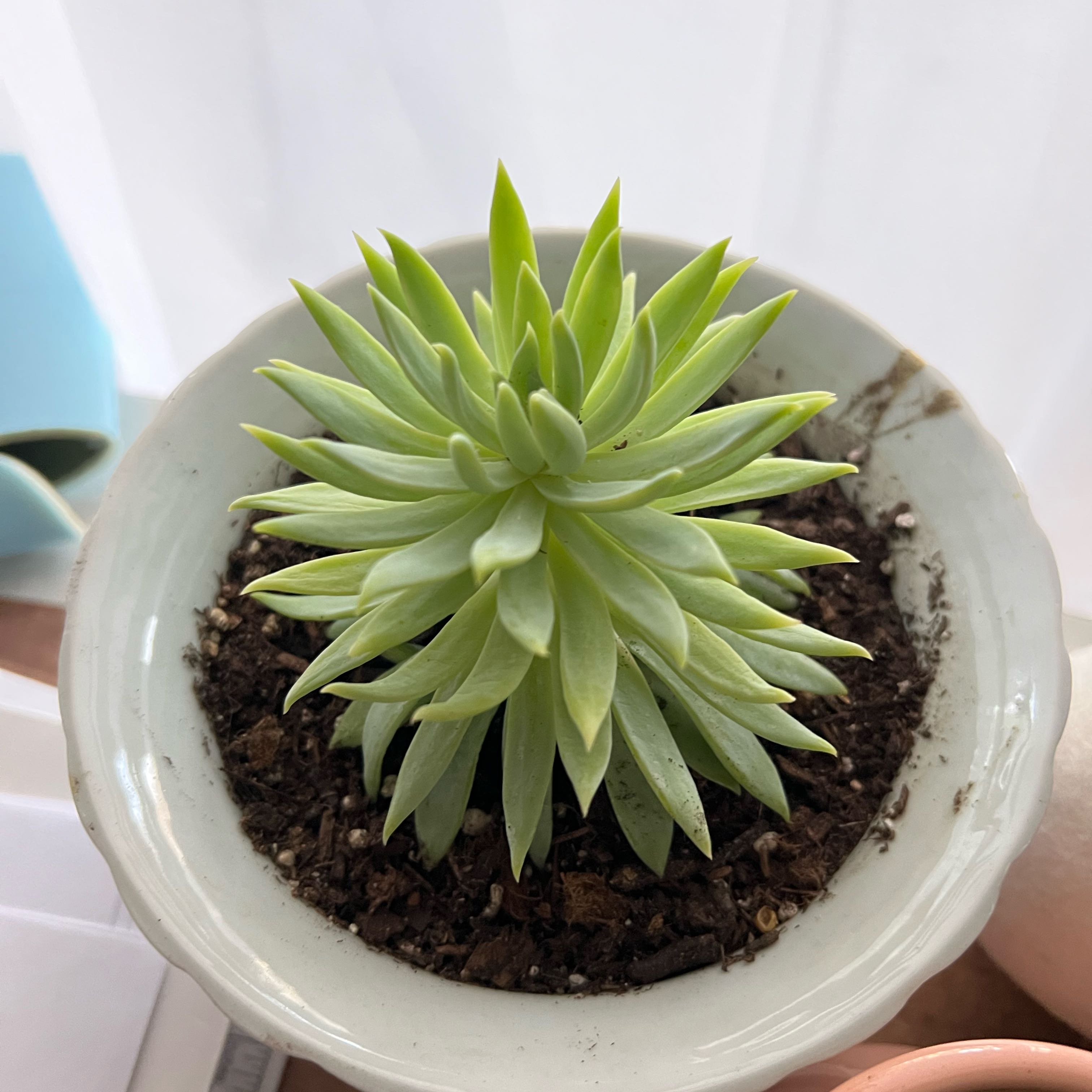 Photo of the plant species Sedeveria 'Fanfare' by @HeadRamshorn9 named Farrah on Greg, the plant care app