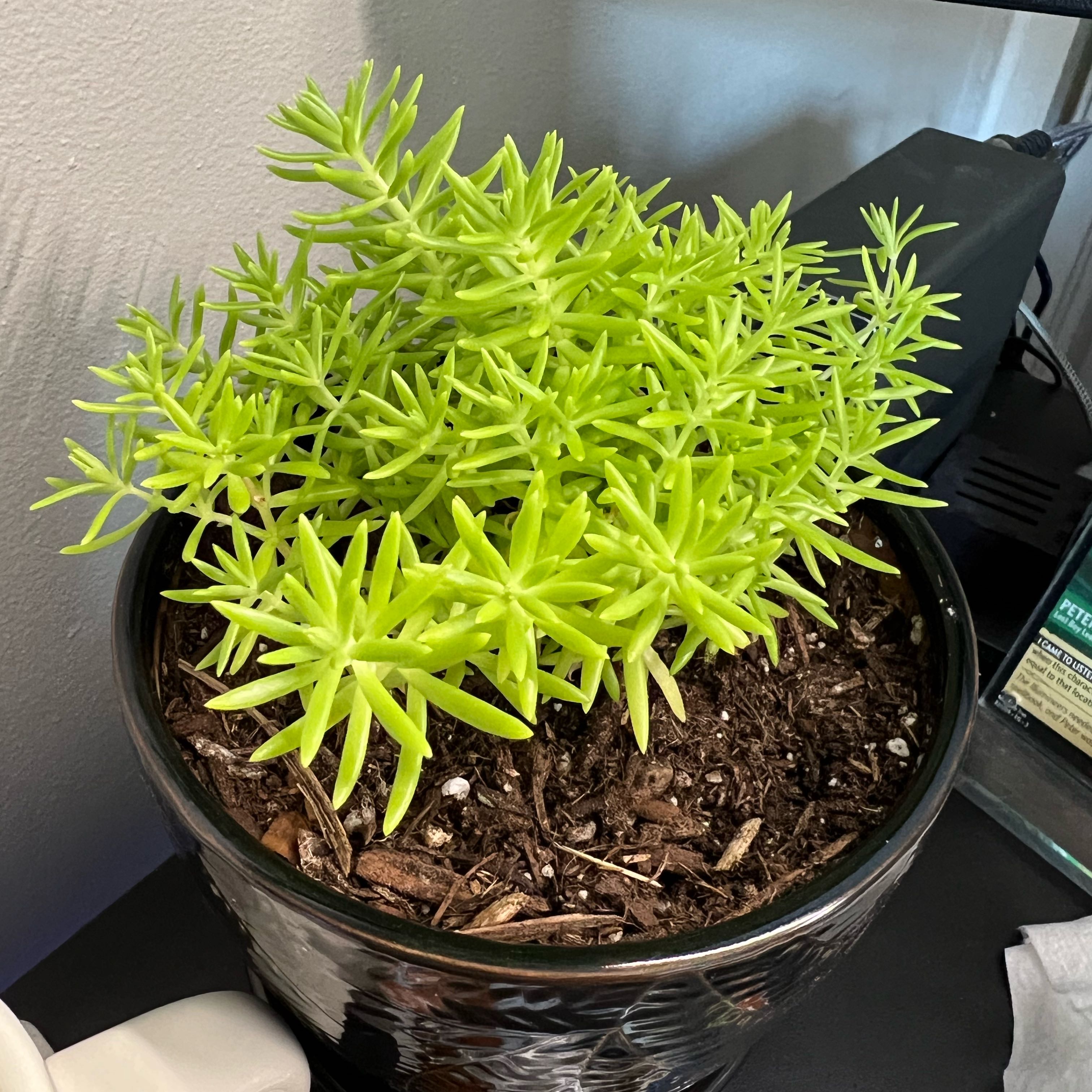 Photo of the plant species Stonecrop 'Lemon Coral' by @HeadRamshorn9 named Simon on Greg, the plant care app