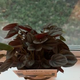 Photo of the plant species Peperomia Sunrise by @CosmicAlpinefir named Darwin on Greg, the plant care app