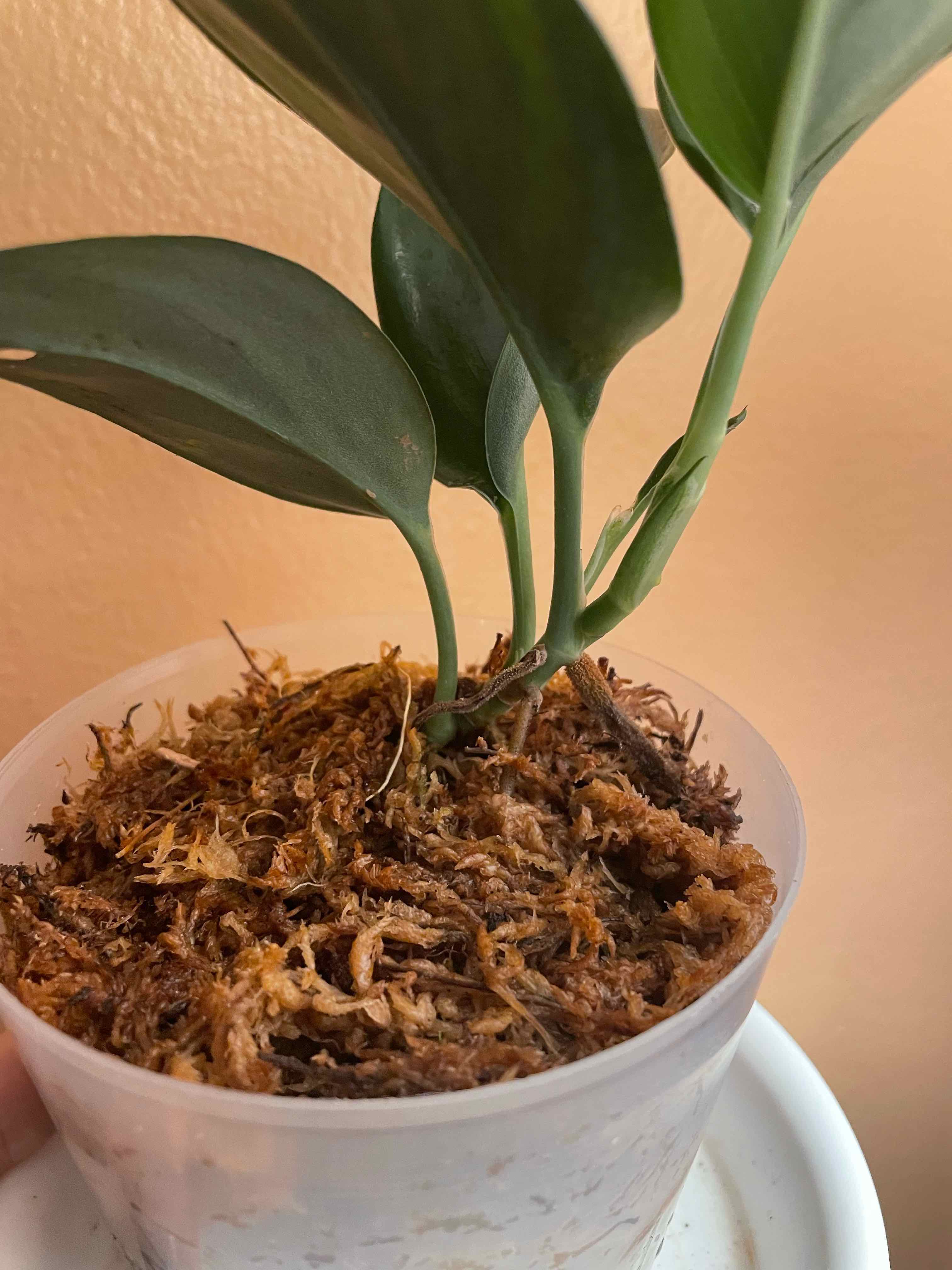 Scindapsus treubii 'Dark Form' plant in a clear pot with visible soil.
