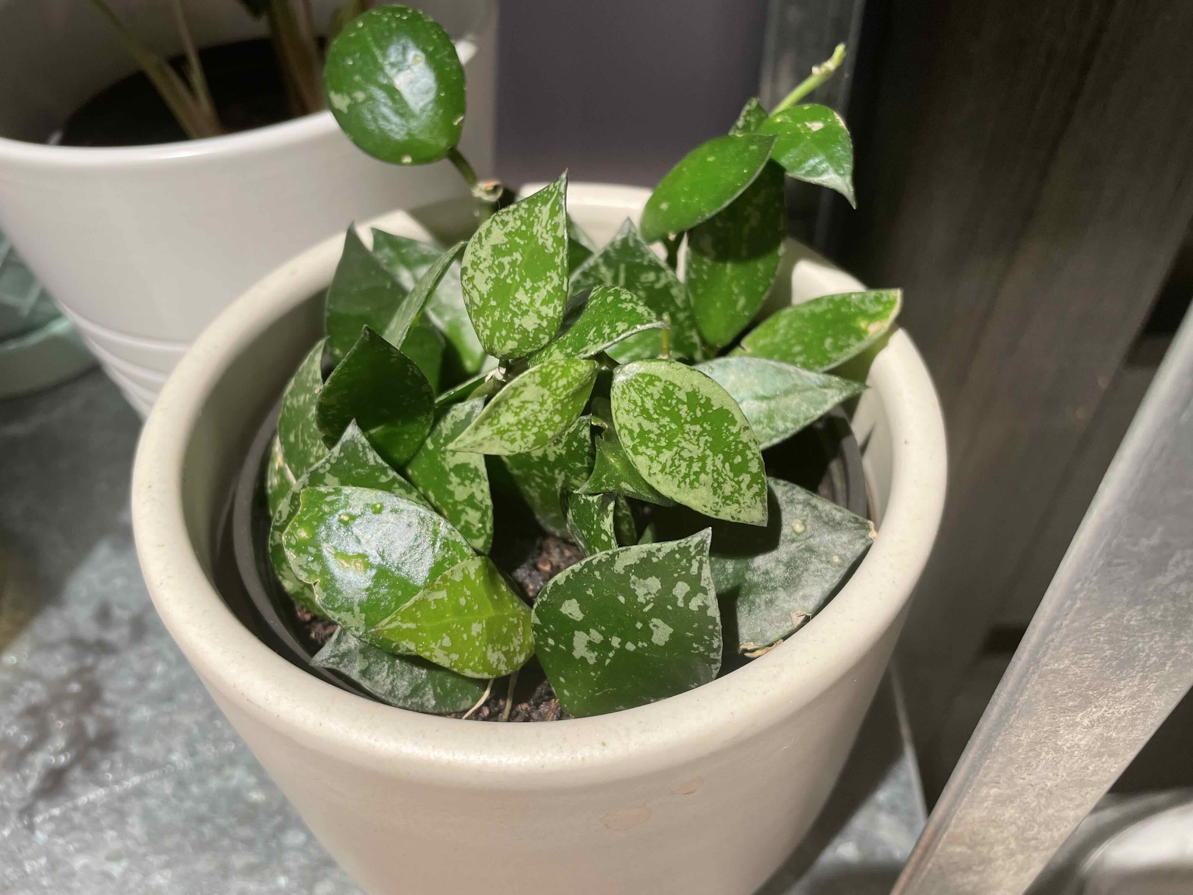 Potted Hoya krohniana plant with green leaves and white speckles.