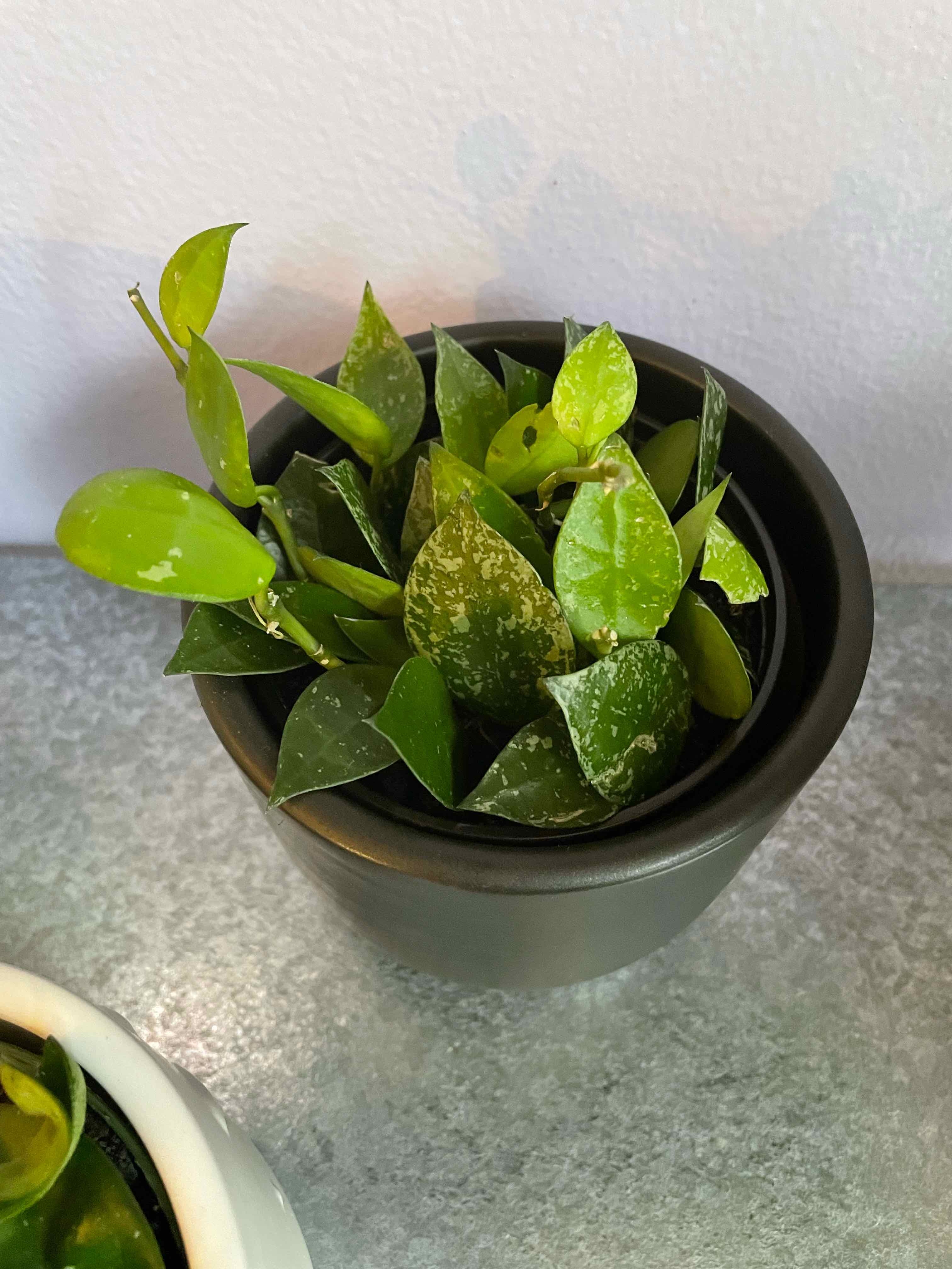 Potted Hoya krohniana plant with green leaves and white speckles.