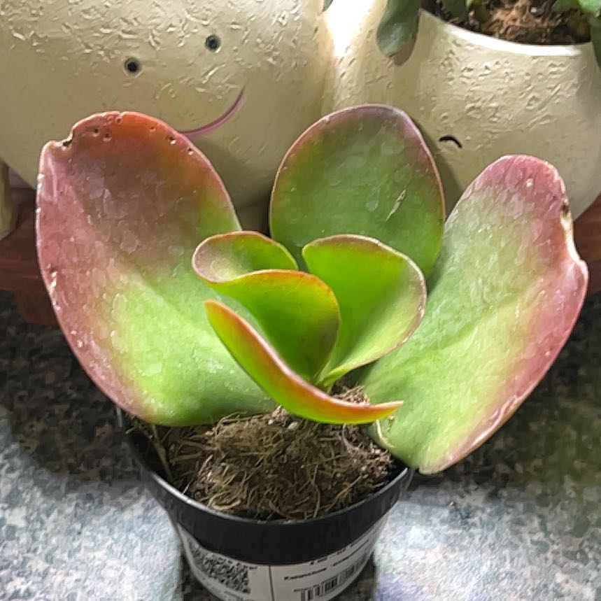 Photo of the plant species Kalanchoe 'Dragonfire' by @Greencreations named Fafnir on Greg, the plant care app