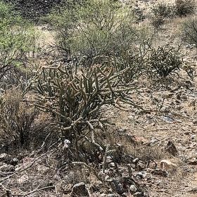 Photo of the plant species Deerhorn Cholla by @NimbleKamahi71 named Leaf Erickson on Greg, the plant care app