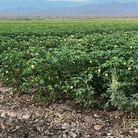 Photo of the plant species Cassava by @NimbleKamahi71 named Walt on Greg, the plant care app