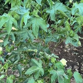 Photo of the plant species Upland Cotton by @NimbleKamahi71 named Lola on Greg, the plant care app