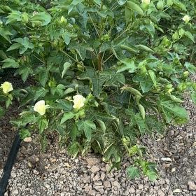 Photo of the plant species Upland Cotton by @NimbleKamahi71 named Pax on Greg, the plant care app