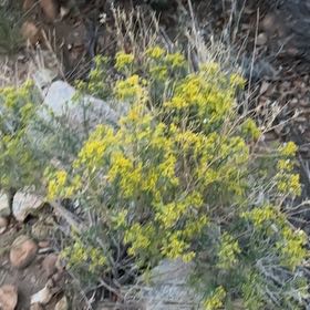 Photo of the plant species Sea Fennel by @NimbleKamahi71 named Gobi on Greg, the plant care app