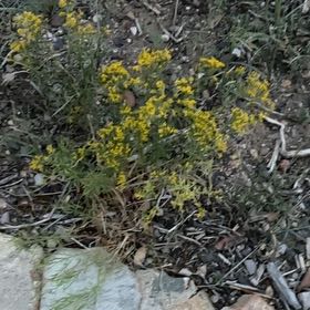Photo of the plant species Sedum nuttallii by @NimbleKamahi71 named Zion on Greg, the plant care app