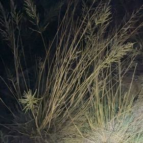 Photo of the plant species Big Muhly by @NimbleKamahi71 named Dolores on Greg, the plant care app