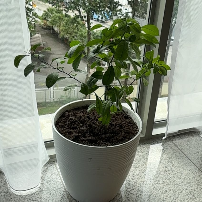 Photo of the plant species Calamansi by @CoolPuriri32 named Zestiny’s Child on Greg, the plant care app